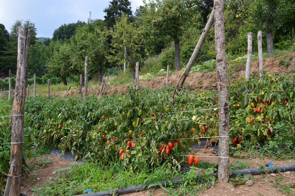 Agriturismo E Turre Serrastretta المظهر الخارجي الصورة