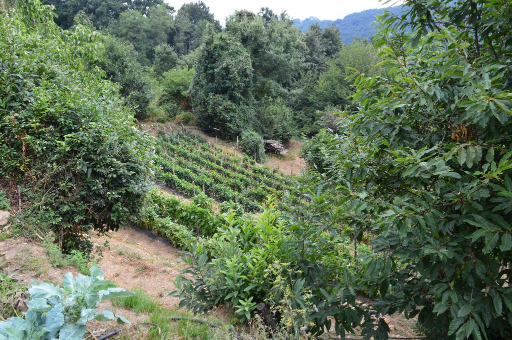 Agriturismo E Turre Serrastretta المظهر الخارجي الصورة