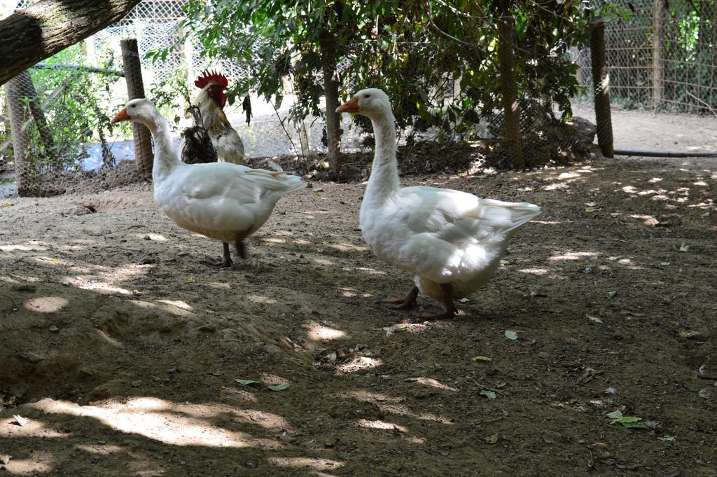 Agriturismo E Turre Serrastretta المظهر الخارجي الصورة