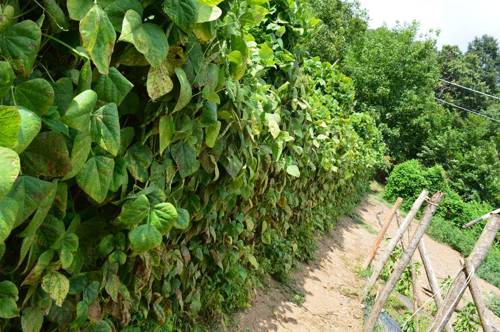 Agriturismo E Turre Serrastretta المظهر الخارجي الصورة