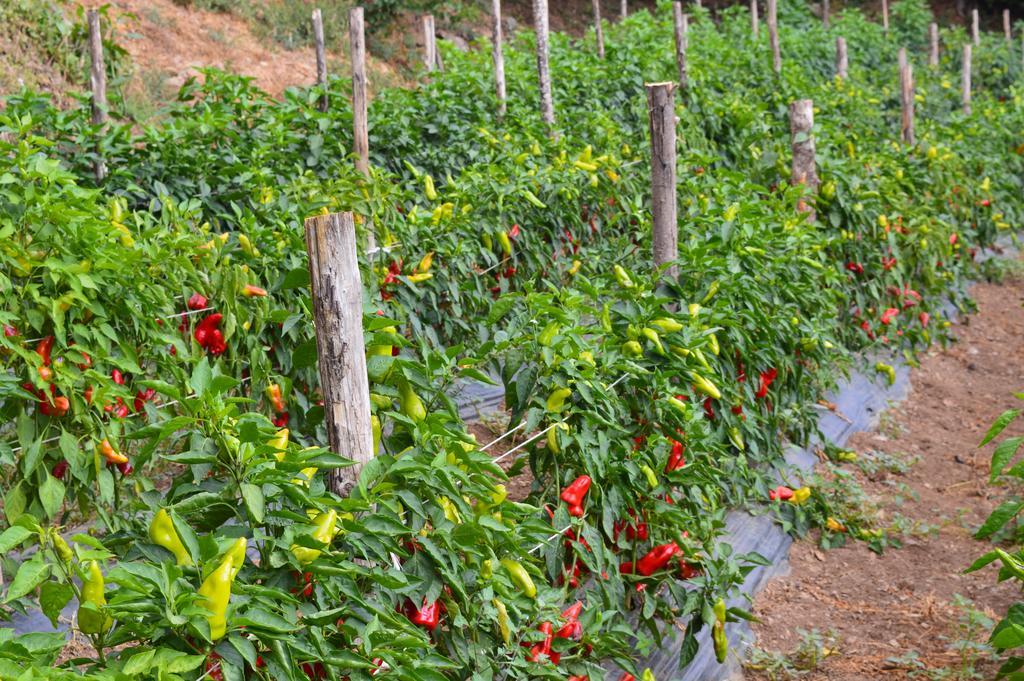 Agriturismo E Turre Serrastretta المظهر الخارجي الصورة