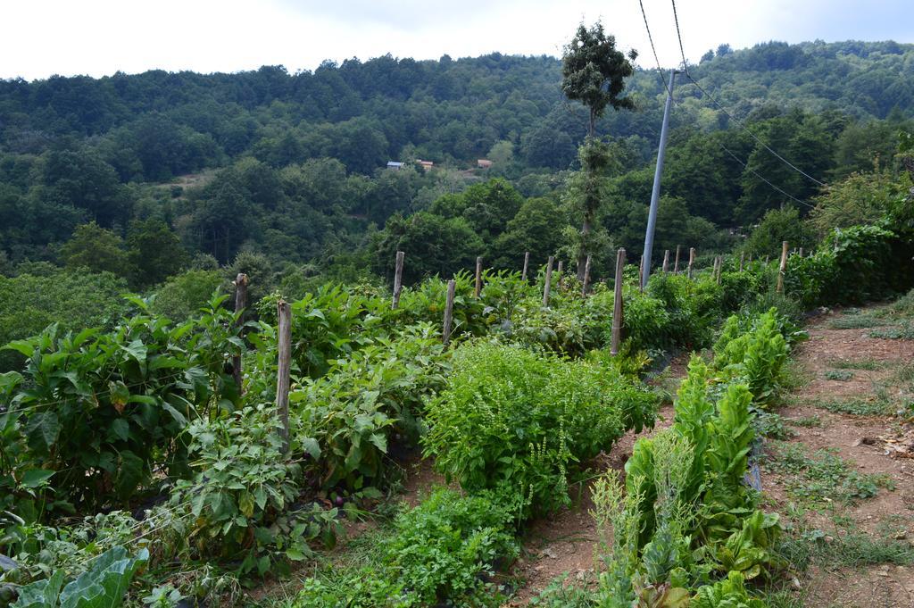 Agriturismo E Turre Serrastretta المظهر الخارجي الصورة