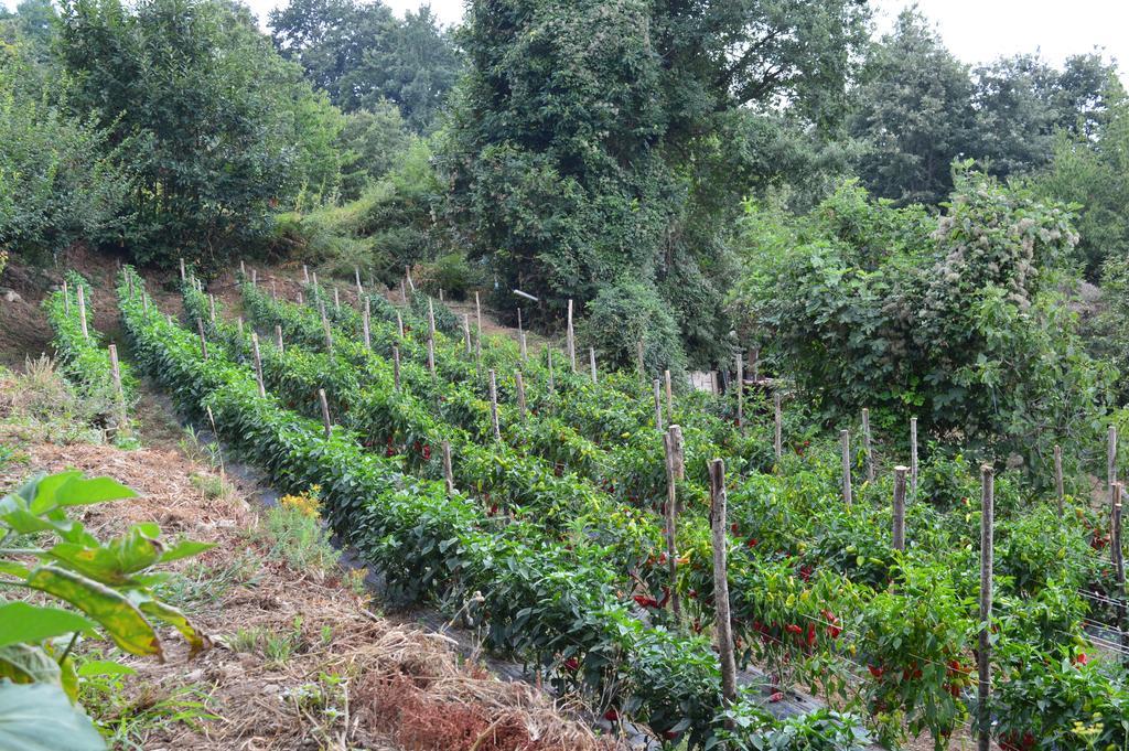 Agriturismo E Turre Serrastretta المظهر الخارجي الصورة